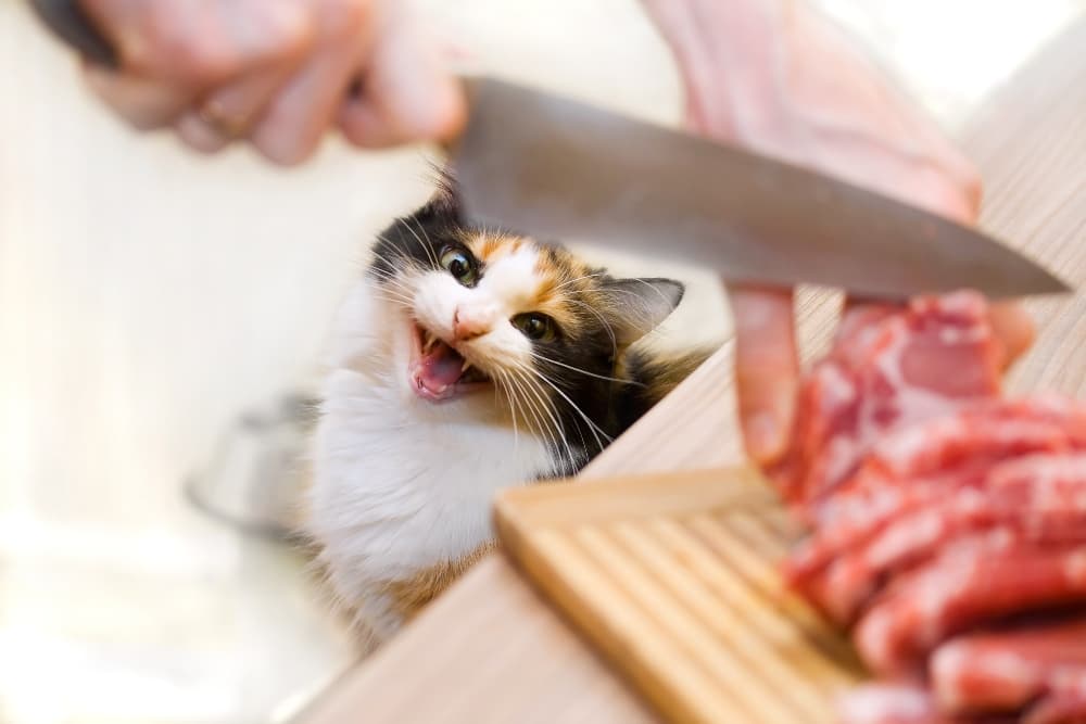 Giving cats raw meat best sale